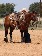 Dun Stallion Team Roping