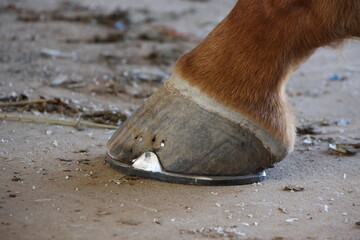 Freshly shod horse hind foot