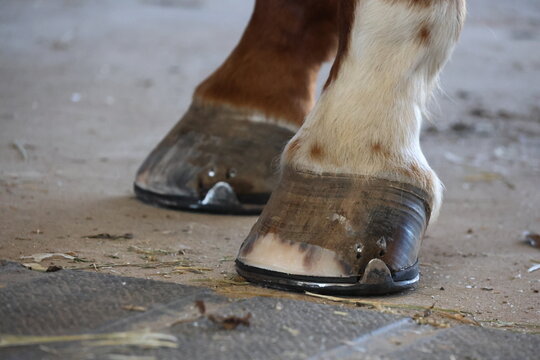 Freshly Shod Horse Hooves with Wedge Pads