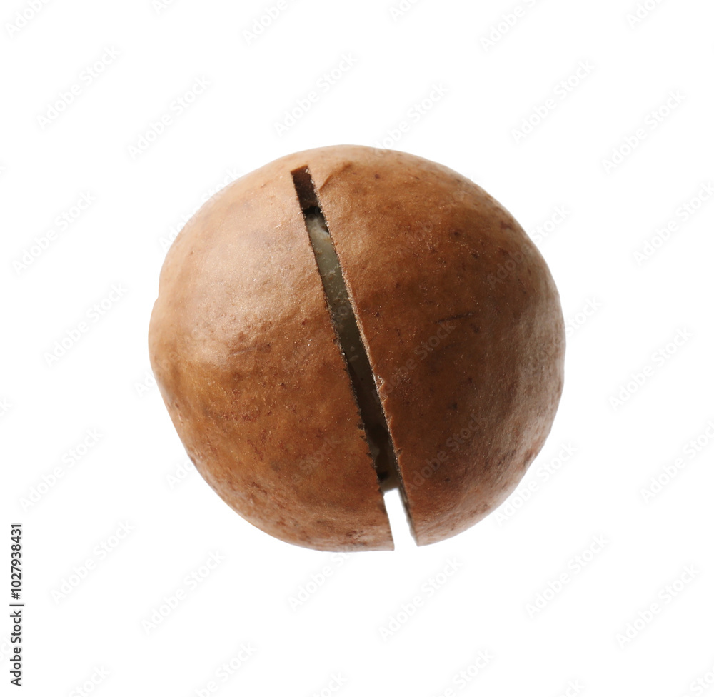 Canvas Prints One whole macadamia nut isolated on white