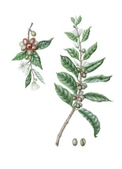 Coffee watercolor illustration. Hand drawn arabica plant with flowers, coffee beans on a branch and leaves. Cutout  on white. 