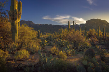 Golden Hour Scenic Desert Landscape With Majestic Saguaro, Cholla, and Prickly Pear Cactus at sunrise with Deep Blue Sky