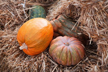 Ripe organic pumpkin lies on a haystack. Background for Halloween, Thanksgiving Day. Harvest and agricultural products.