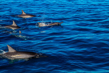 Obraz premium Playful Dolphins Swimming in a Close-Knit Pod