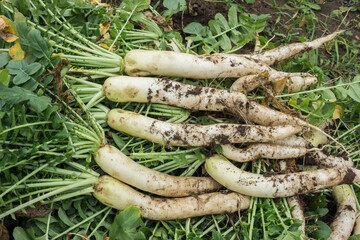  Bunch of organic  fresh daikon vegetable  with green tops on soil ground in garden