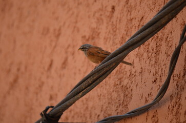 Small brown bird perched on electrical wires against a textured wall in Marrakech, blending into the warm tones of the environment
