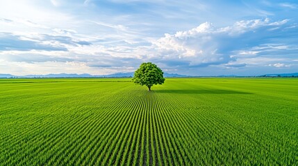 Expansive Rice Field with a Solitary Tree in Nature