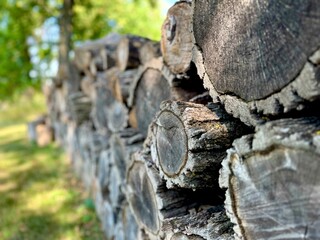A pile of cut trees in a village