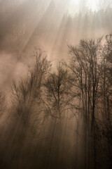Naklejka premium fogy weather with sunnbeams
