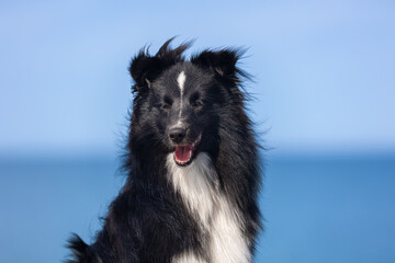 Summer portrait of black and white  shetland sheepdog puppy. Cute little lassie, sheltie, collie sitting outdoors on a  beach with background of blue sky. Charming sheltie on hot summer weather