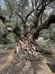 Mitera oldest olive tree at Greece Corfu