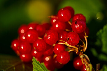 Branch of ripe red currant in a home garden