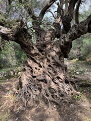 Mitera oldest olive tree at Greece Corfu