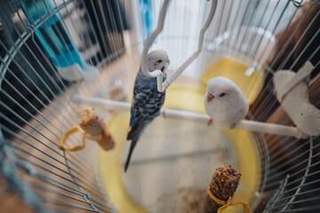 Two vibrant budgies sit perched inside a spacious birdcage, surrounded by toys and food. The scene...