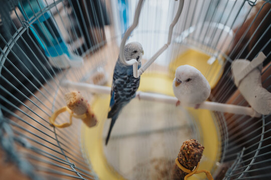 Two vibrant budgies sit perched inside a spacious birdcage, surrounded by toys and food. The scene captures a cheerful and lively atmosphere, perfect for pet and animal enthusiasts.