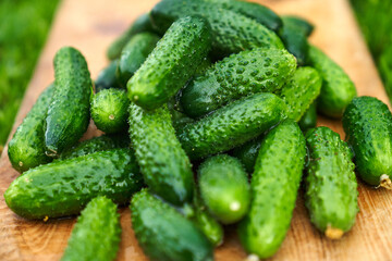 Freshly picked green cucumbers on the board background