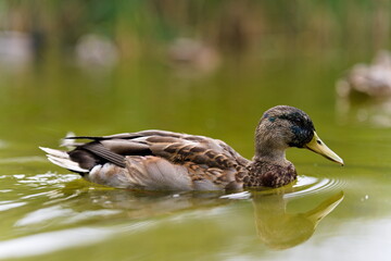 Kaczka krzyżówka płynący po spokojnej wodzie © Piotr