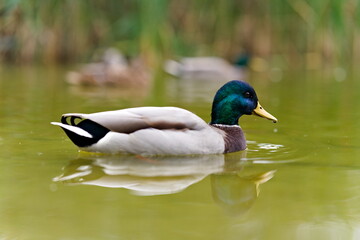 Kaczor krzyżówki płynący po spokojnej wodzie