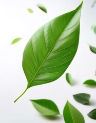 Obraz premium Flying green leaves, on a white background