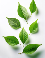 Flying green leaves, on a white background