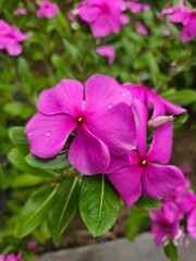 pink flowers in the garden