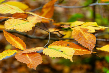 Obraz premium A detailed close-up of golden and orange fall leaves on a tree branch. Ideal for nature, seasonal themes, or as a textured background for design projects. Captures the beauty of autumn foliage.