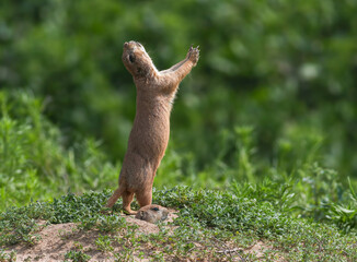 A Prairie Dog seems to be praising the heavens or perhaps praying for rain, the offspring below doesn't seem nearly as impressed.