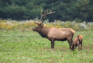 Magnificent Elk Bull Autumn Rut Bugle 