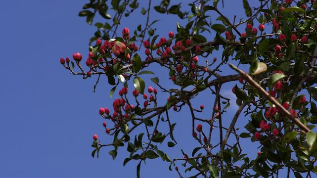Flor de Bacuri (Fruta do Cerrado)