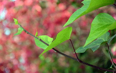 Background. Branch with green leaves against a background of blurred red flowers. Mallorca Island. Spain.