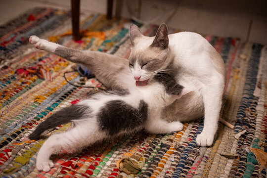 mam&aacute; gata alimentando a beb&eacute;