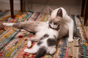 gatita blanca amamantando