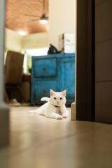 gato blanco acostado