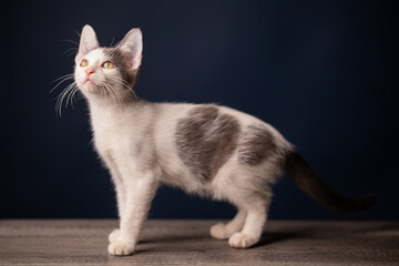 gatito blanco y gris