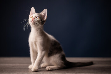 gatito bebé