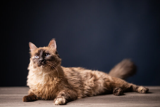 gatita siam&eacute;s
