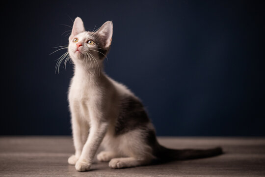 gatito beb&eacute;
