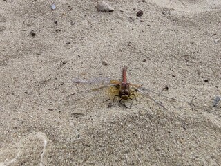 A dragonfly sits on the sand.