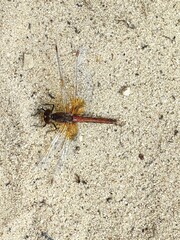 A dragonfly sits on the sand.