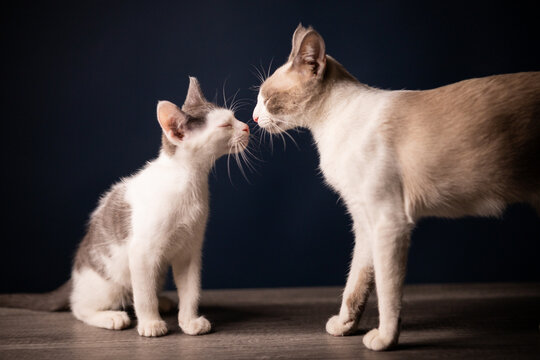 madre e hijo gatitos