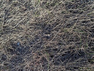 Dry autumn grass illuminated by the sun