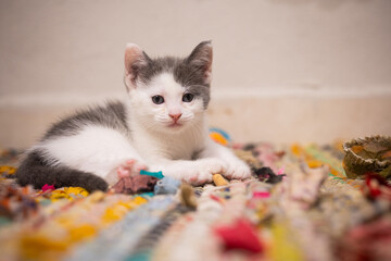 gatito bebé tuxedo