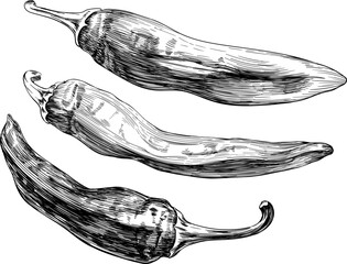 Hot chili pepper. Black and white engraved ink art hand drawn. Isolated chili illustration element on white background.