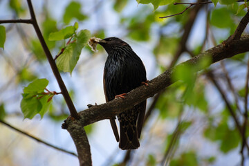 A graceful blackbird sits gracefully on a tree branch, proudly holding food in its beak