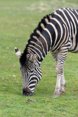 Close up of a zebra grazing