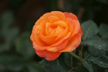 orange rose