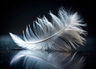 Stunning Panoramic Photography of a Delicate White Feather with Intricate Details Against a Dark Background - Captivating Texture and Contrast for Nature Lovers and Art Enthusiasts