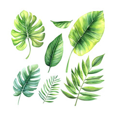 Fototapeta premium Tropical plant illustrations in watercolor ideal for greeting cards and home décor