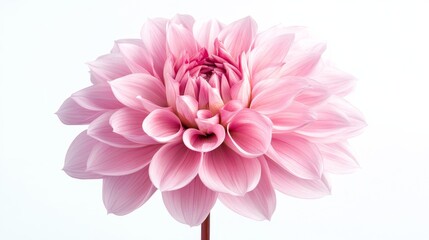 Fototapeta premium Vibrant, isolated pink dahlia blossom captured in a studio setting, revealing intricate details.
