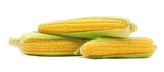 Corncobs with green husks isolated on white